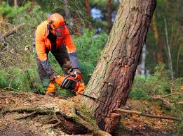 Jerome, IL  Tree Services Company